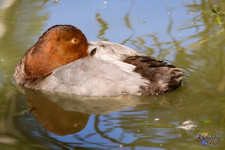 Fuligule miloin mâle Les Oiseaux du Marais Poitevin