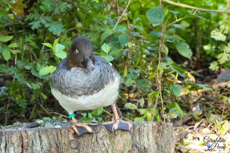 Garrot à oeil d'or Les Oiseaux du Marais Poitevin