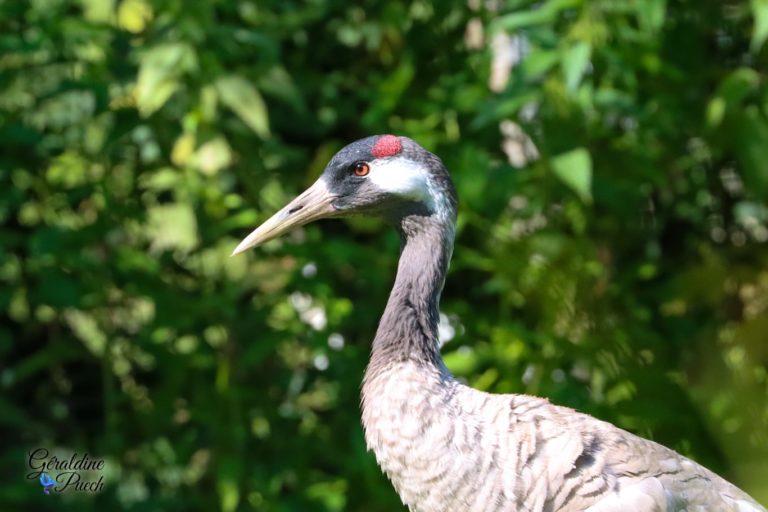 Grue cendrée profil les oiseaux du marais Poitevin