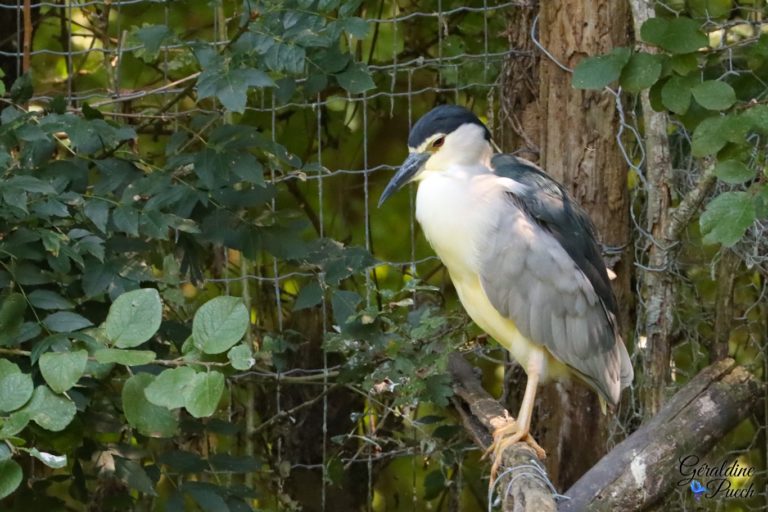 Héron Bihoreau Les Oiseaux du Marais Poitevin