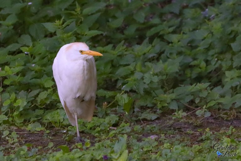 Héron garde-boeuf Les Oiseaux du Marais Poitevin