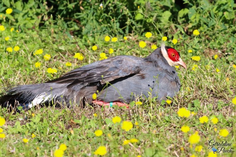 Hoki bleu Les Oiseaux du Marais Poitevin