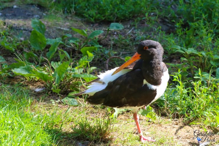 Huîtrier pie Les Oiseaux du Marais Poitevin