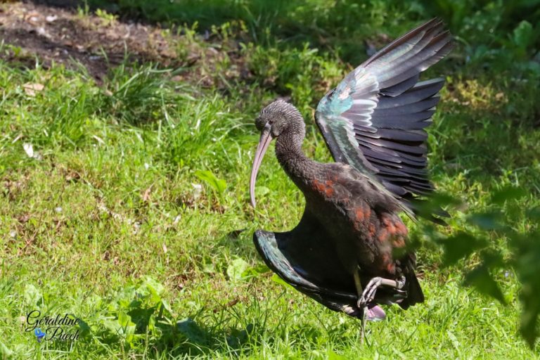 Ibis falcinelle Les Oiseaux du Marais Poitevin