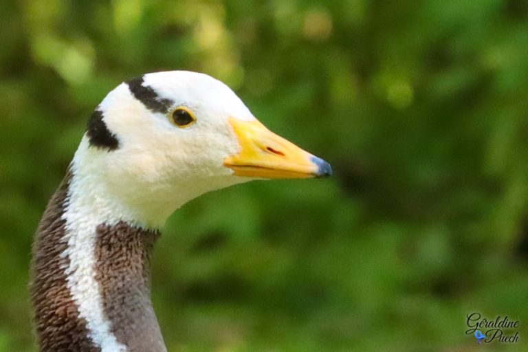 Oie à tête barré Les Oiseaux du Marais Poitevin