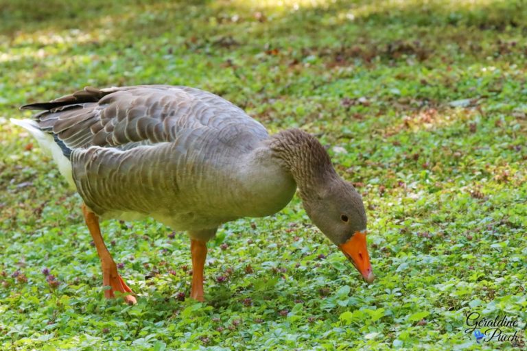 Oie cendrée Les Oiseaux du Marais Poitevin