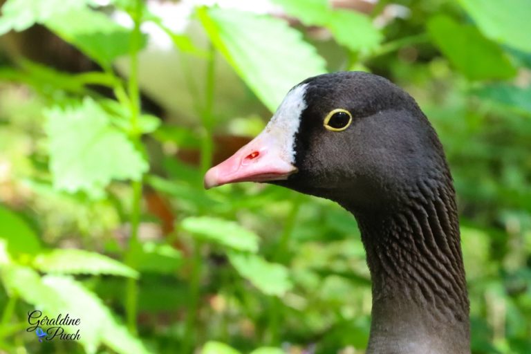 Oie naine Les Oiseaux du Marais Poitevin