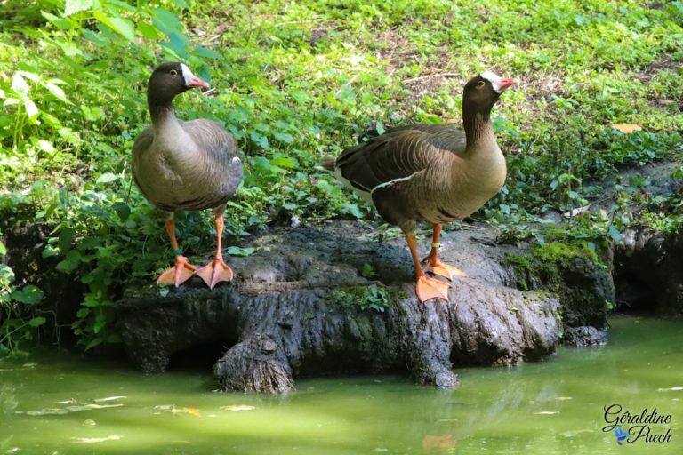 Oies naines Les Oiseaux du Marais Poitevin