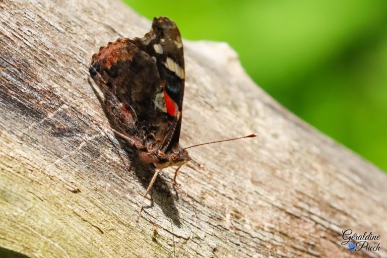 Papillon Les Oiseaux du Marais Poitevin