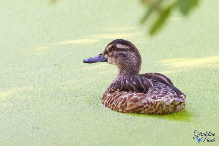 Sarcelle d'été Les Oiseaux du Marais Poitevin