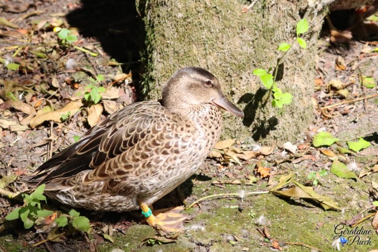 Sarcelle d'été Les Oiseaux du Marais Poitevin