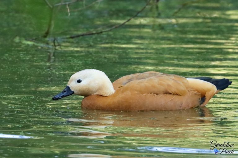 Tadorne casarca Les Oiseaux du Marais Poitevin