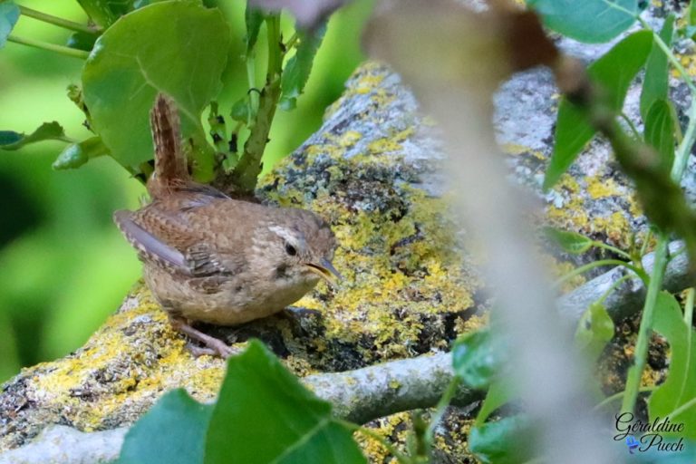 Troglodyte mignon Les Oiseaux du Marais Poitevin