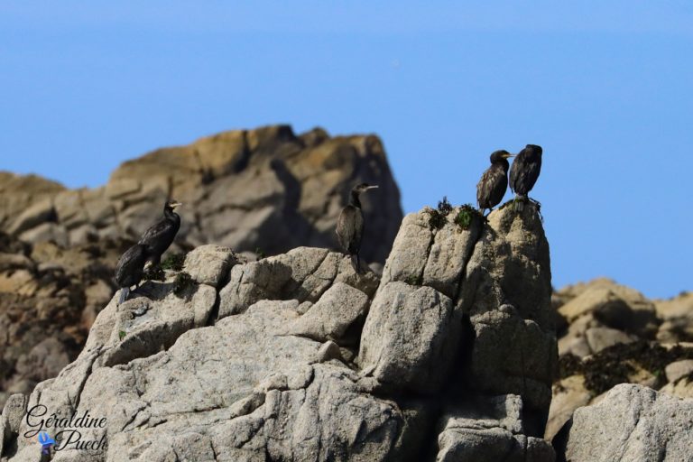 Cormoran 1 Les 7 îles sur le Sant C’hirec