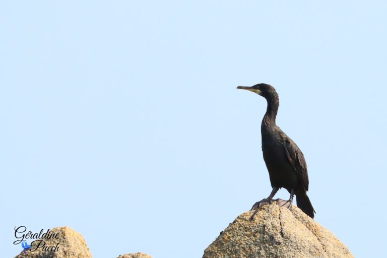 Cormoran 2 Les 7 îles sur le Sant C’hirec