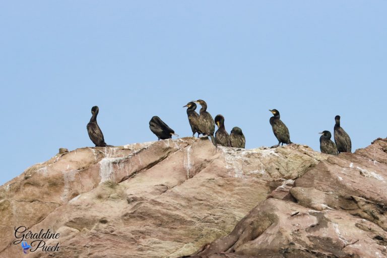 Cormoran 3 Les 7 îles sur le Sant C’hirec