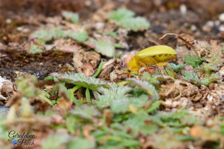 Cteniopus sulphureus Les 7 îles sur le Sant C’hirec