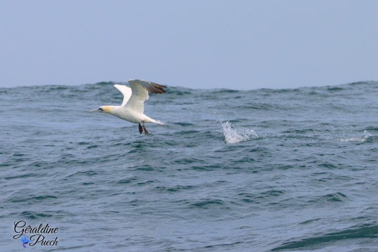 Fou de bassan 4 mouillage Les 7 îles sur le Sant C’hirec