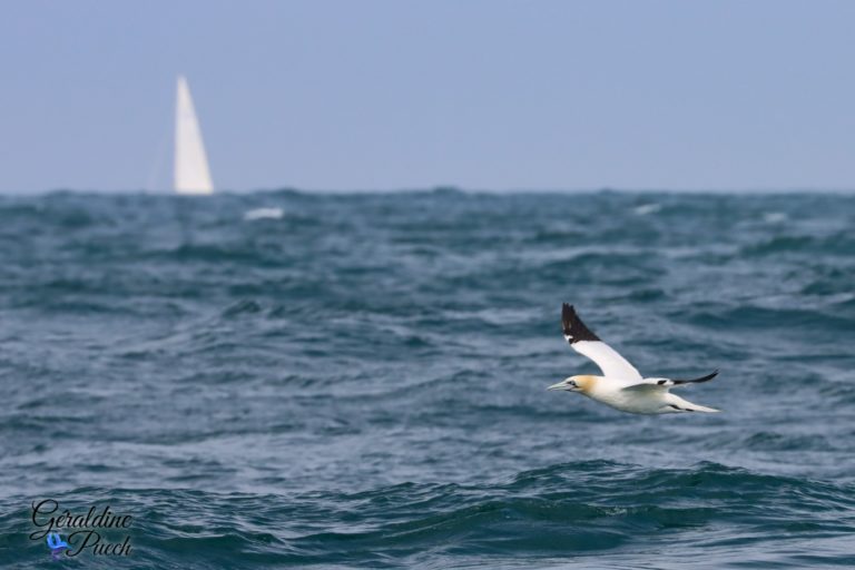 Fou de bassan 5 mouillage Les 7 îles sur le Sant C’hirec