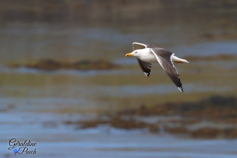 Goéland brun 1 Les 7 îles sur le Sant C’hirec