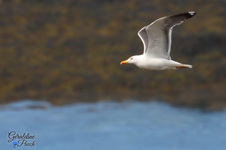 Goéland brun 4 Les 7 îles sur le Sant C’hirec