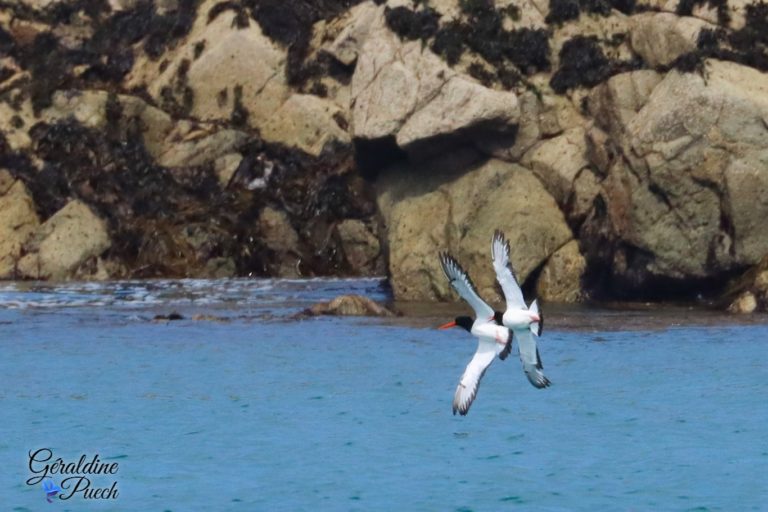 Huîtriers pie Les 7 îles sur le Sant C’hirec