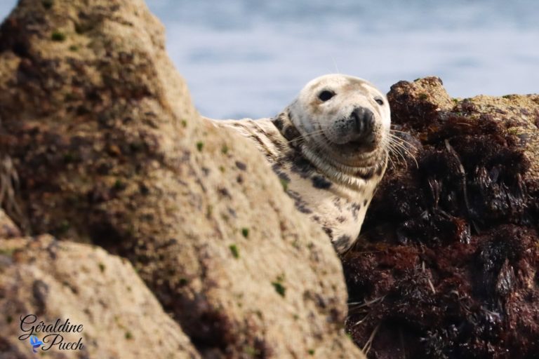 L’archipel des 7 îles sur le Sant C’hireg