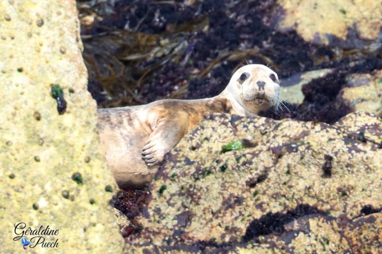 Phoque Femelle 10 Les 7 îles sur le Sant C’hirec