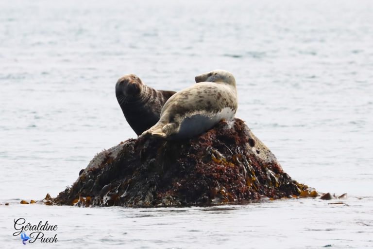 Phoques en couple 04 mouillage Les 7 îles sur le Sant C’hirec