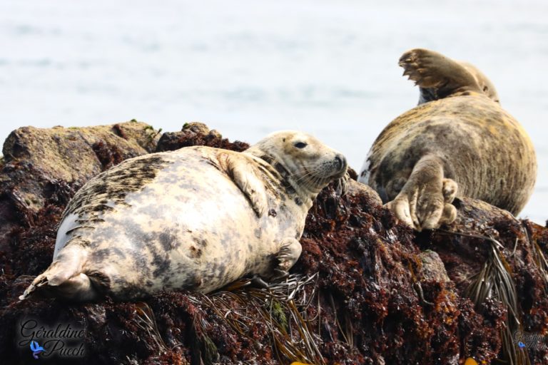 Phoques femelle et juvénile 06 Les 7 îles sur le Sant C’hirec