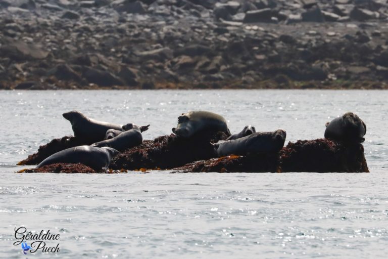 Phoques mâles en groupe 11 Les 7 îles sur le Sant C’hirec