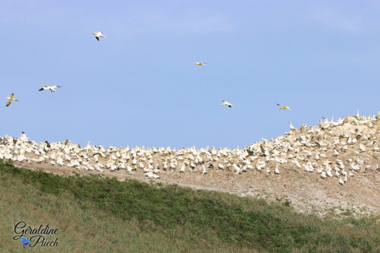 Rouzic Fou de bassan Les 7 îles sur le Sant C’hirec