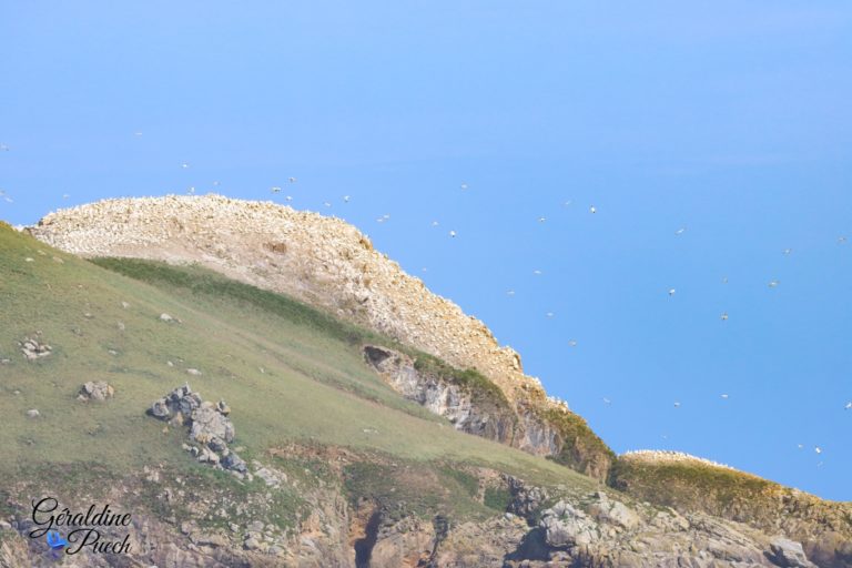 Rouzic fou Les 7 îles sur le Sant C’hirec