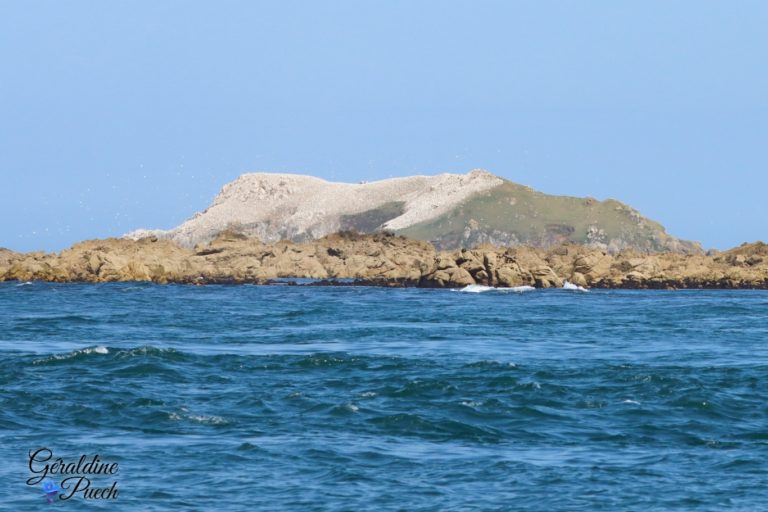 Rouzic Fou de bassan Les 7 îles sur le Sant C’hirec