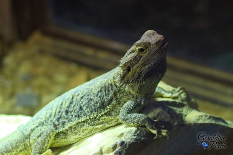 Agame ou dragon barbu - Zoo de Beauval à Saint Aignan