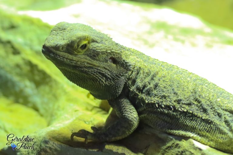 Agame ou dragon barbu - Zoo de Beauval à Saint Aignan