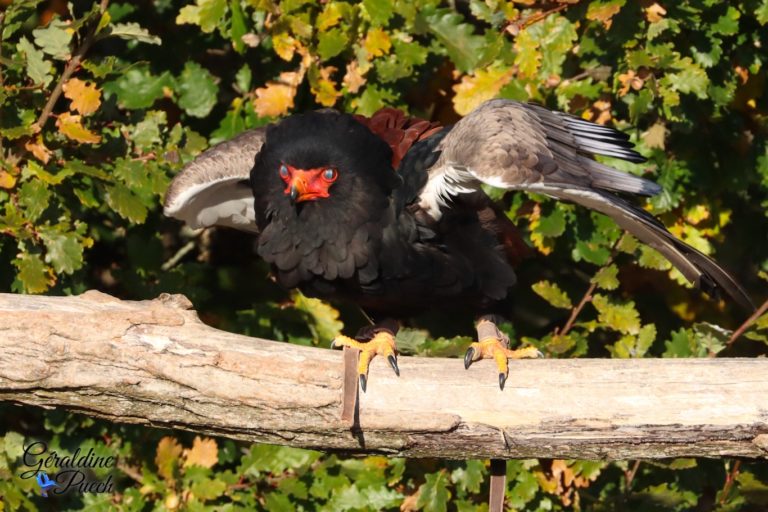 Aigle bateleur - Zoo de Beauval à Saint Aignan