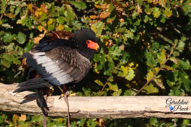 Aigle bateleur - Zoo de Beauval à Saint Aignan