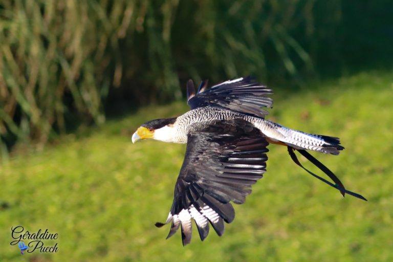 Aigle de Bonelli - Zoo de Beauval à Saint Aignan