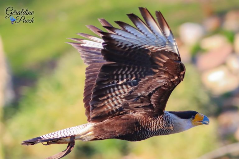 Aigle de Bonelli - Zoo de Beauval à Saint Aignan