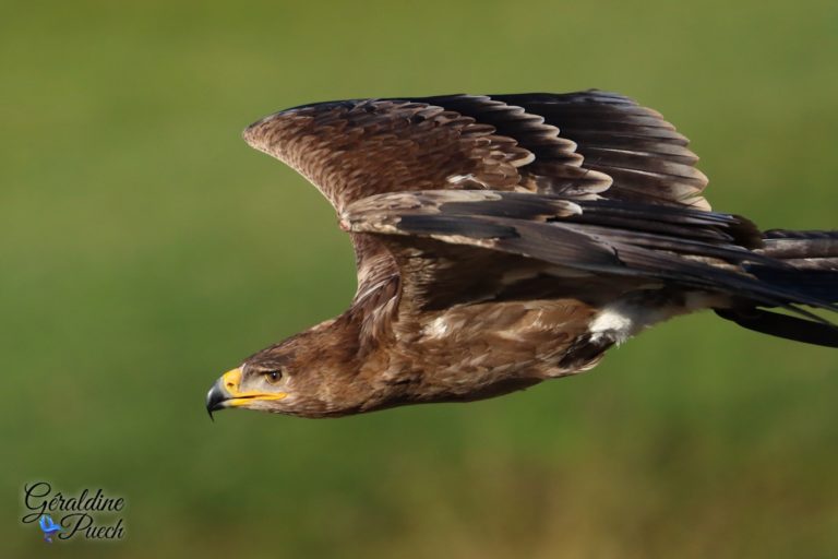 Aigle pomarin - Zoo de Beauval à Saint Aignan