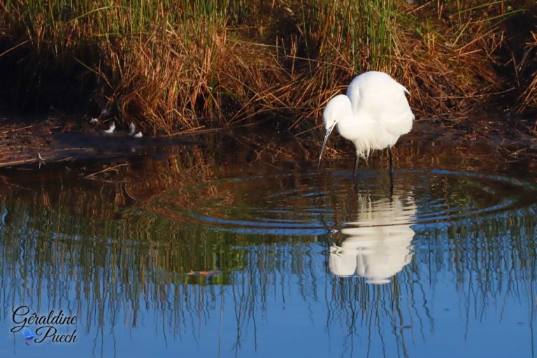 Aigrette garzette - Réserve ornithologique du Teich