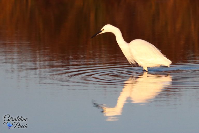 Aigrette garzette - Réserve ornithologique du Teich