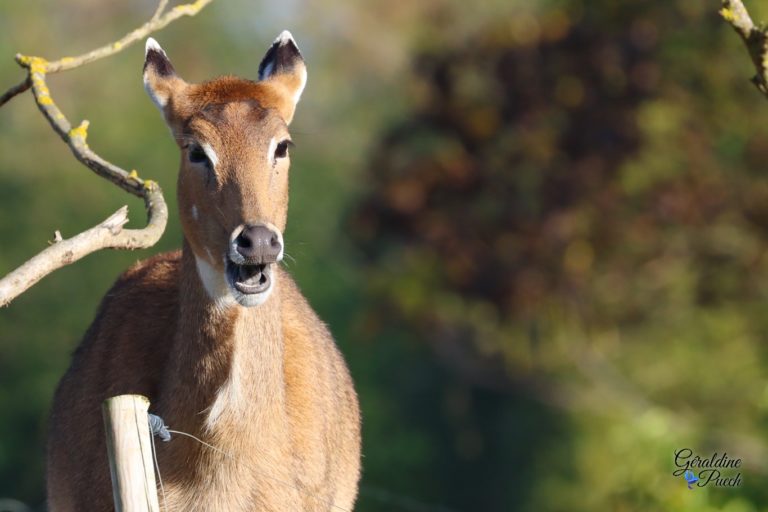 Antilope nilgaut - Zoo la flèche