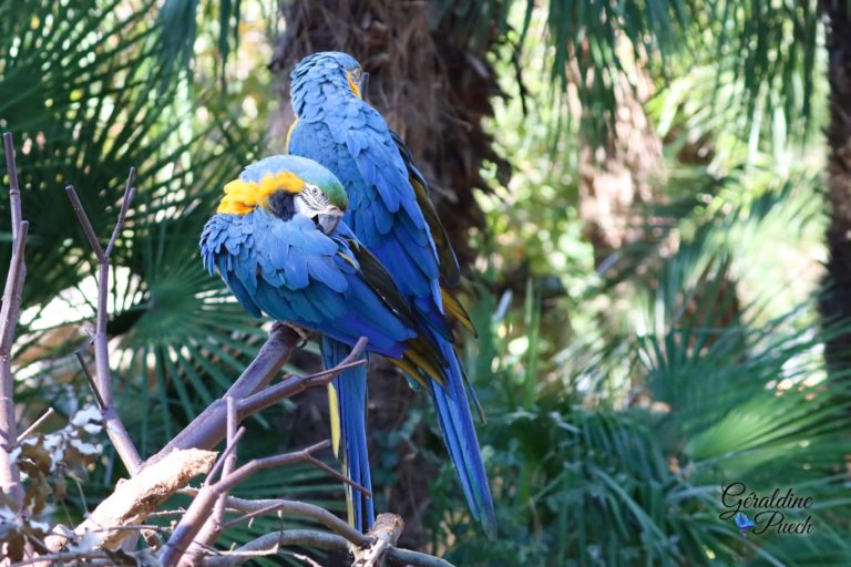 Ara Ararauna duo - Zoo de La Palmyre