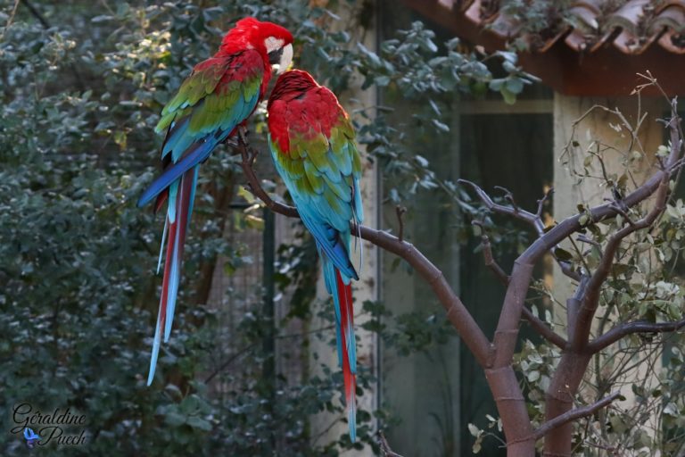 Ara chloroptère - Zoo de La Palmyre