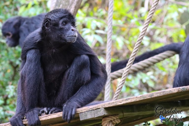 Atèle noir de Colombie - Bioparc à Doué-la-fontaine