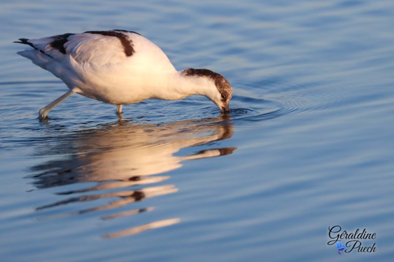 Avocette élégante - Réserve ornithologique du Teich