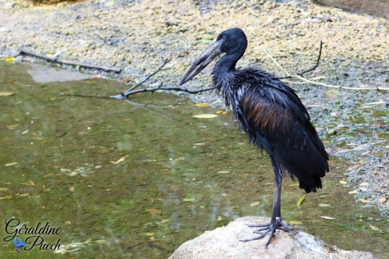 Bec ouvert africain - Bioparc à Doué-la-fontaine