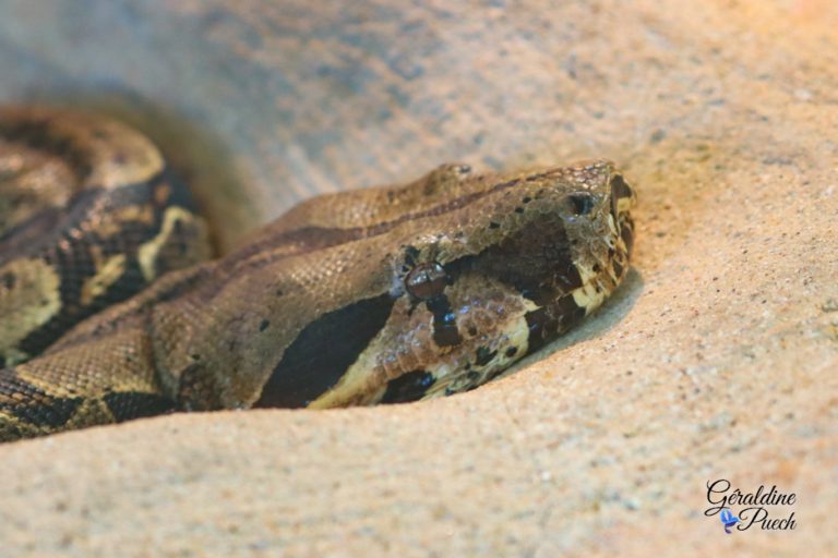 Boa - Zoo de La Palmyre